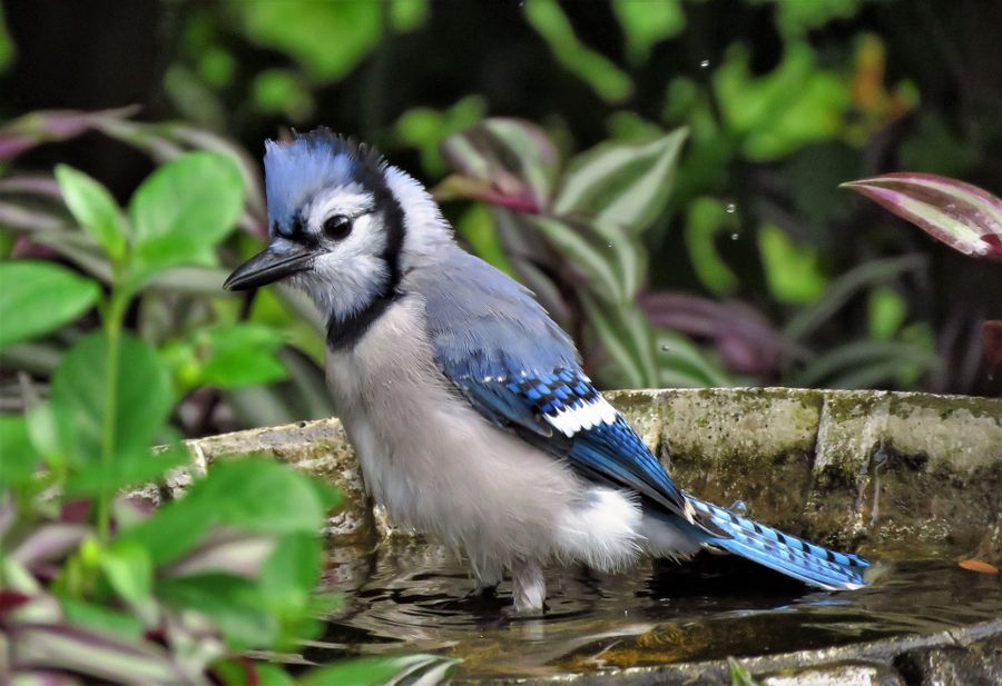 Blue jay